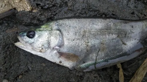 Notopterus (Notopterus spp.)