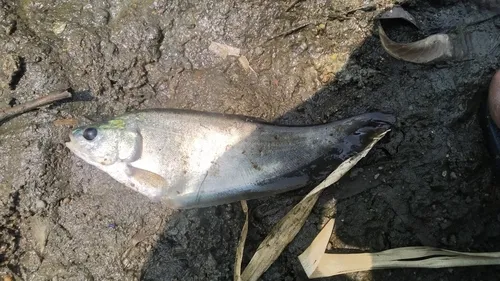 Miniatura: Notopterus (Notopterus spp.)