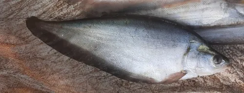 Miniatura: Notopterus (Notopterus spp.)