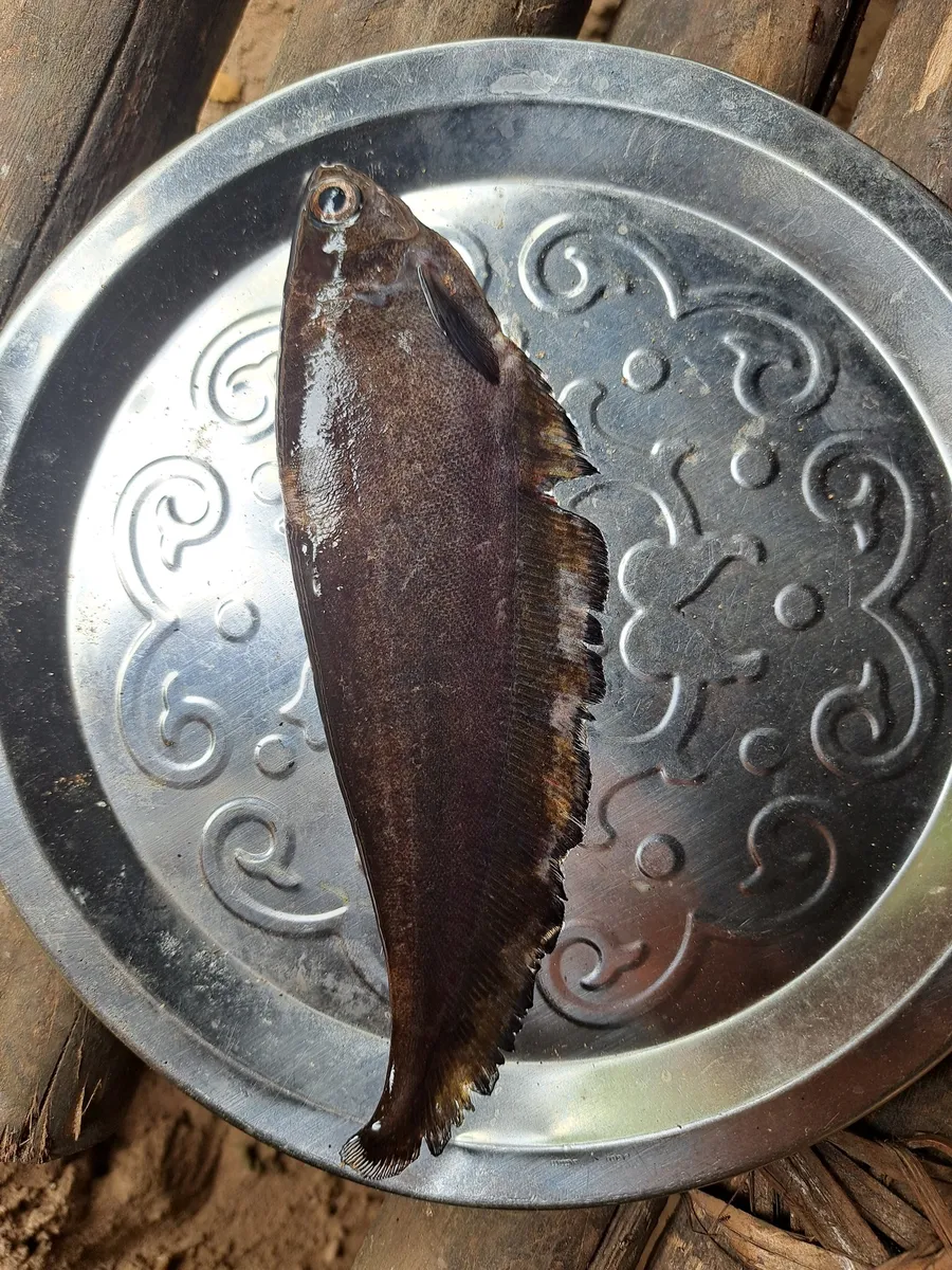 Xenomystus (Xenomystus spp.)