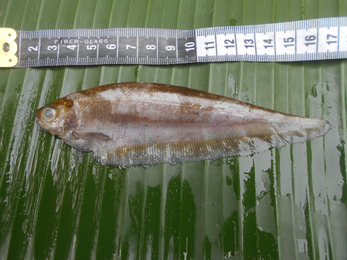 Miniatura: Xenomystus (Xenomystus spp.)