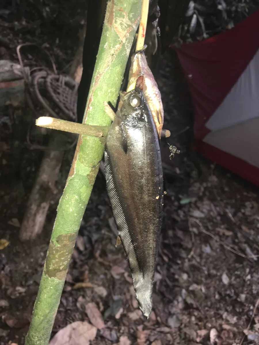 Miniatura: Xenomystus (Xenomystus spp.)