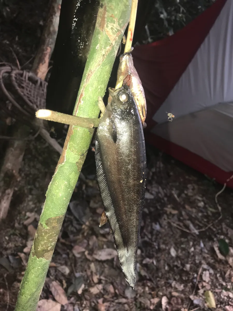 Miniatura: Xenomystus (Xenomystus spp.)