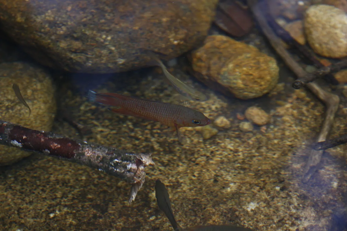 Miniatura: Belontia (Belontia spp.)