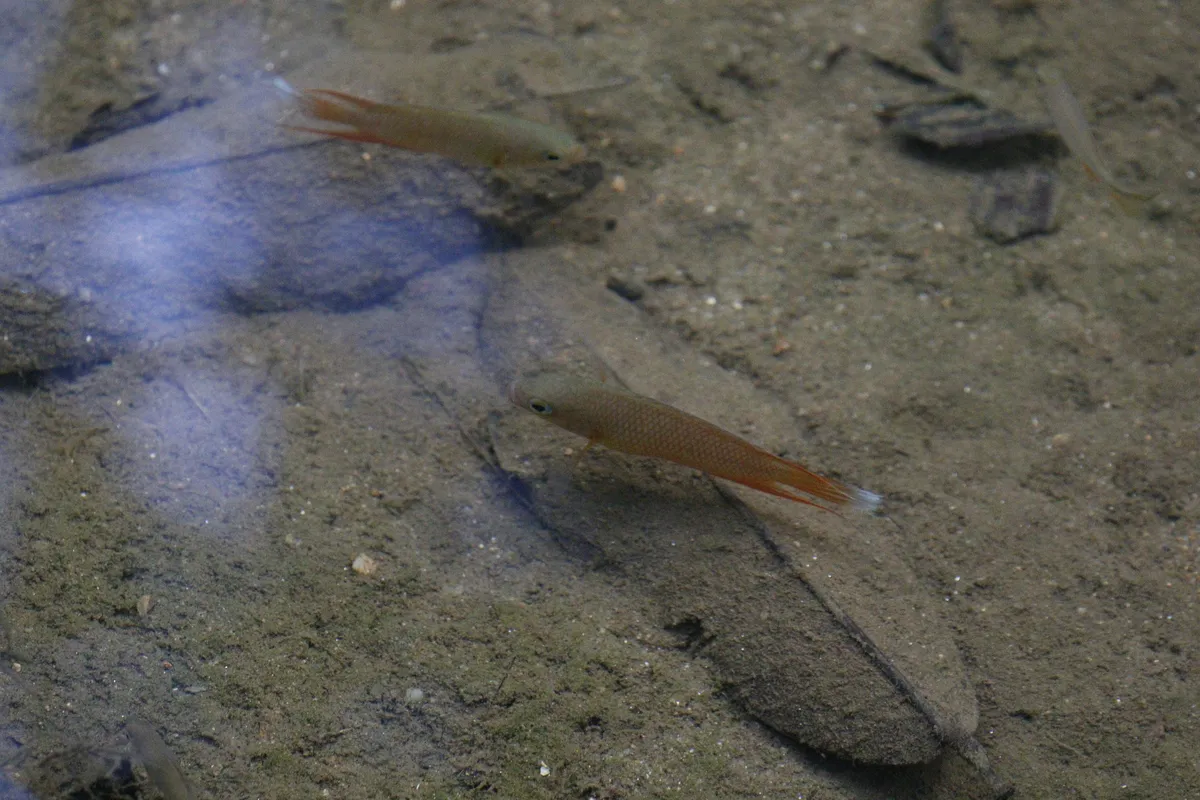 Miniatura: Belontia (Belontia spp.)