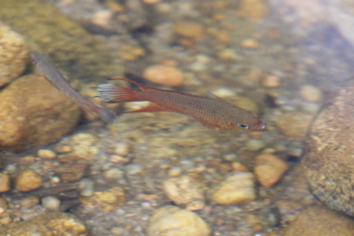 Miniatura: Belontia (Belontia spp.)