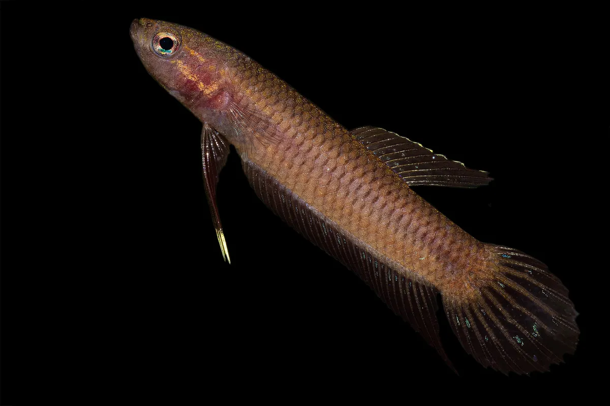 Betta (Betta splendens)