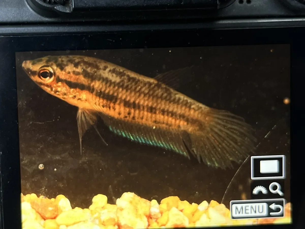 Miniatura: Betta (Betta splendens)