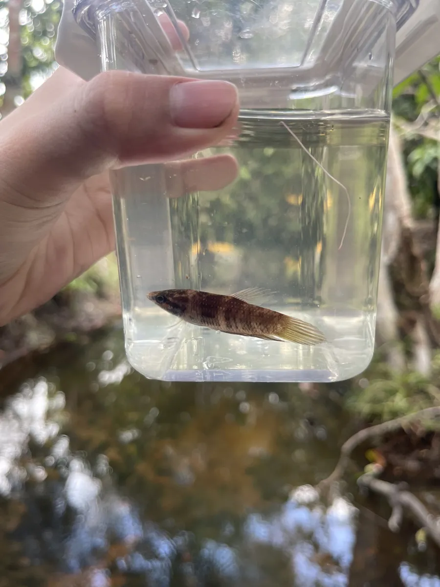 Miniatura: Betta (Betta splendens)
