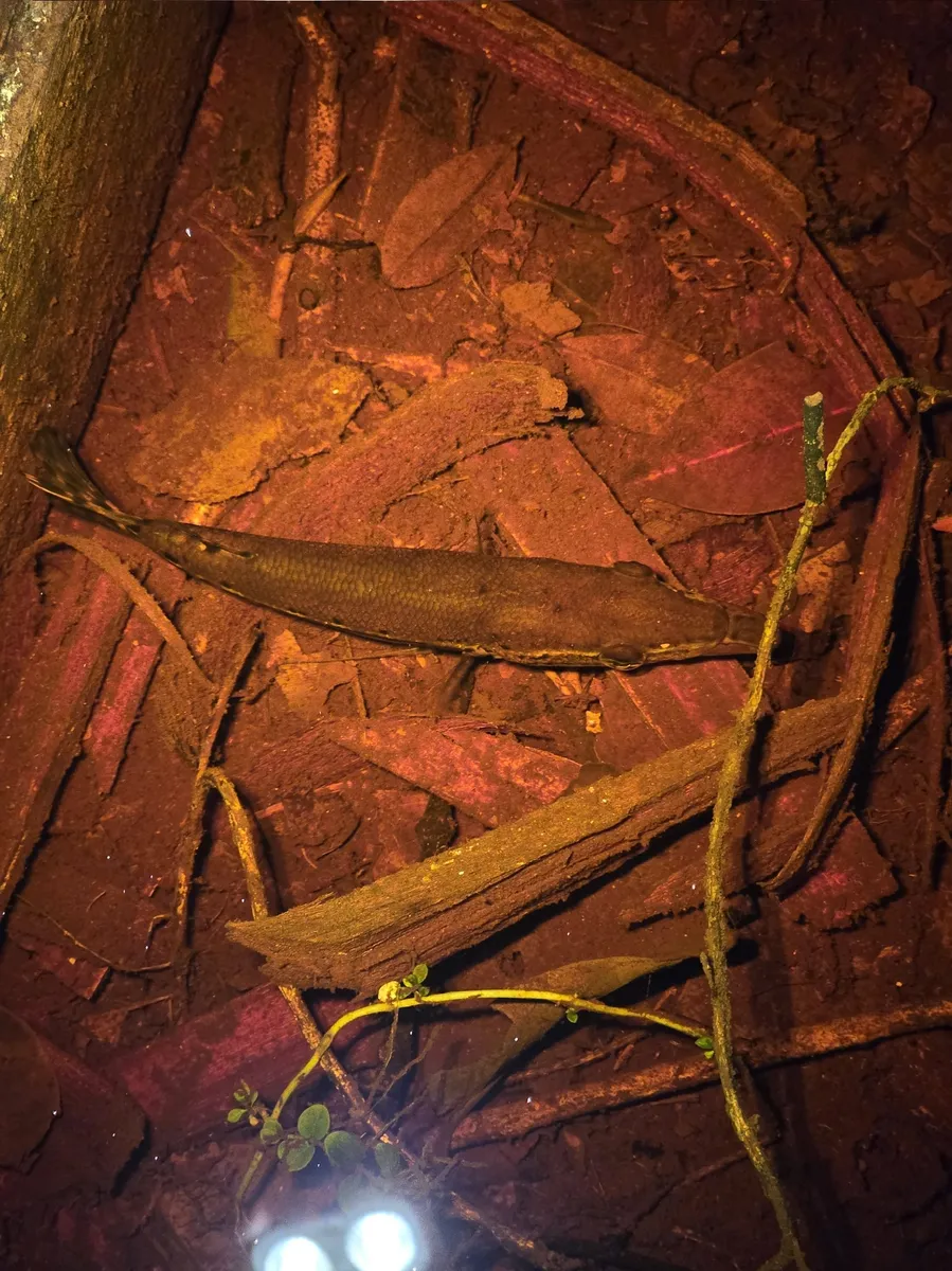 Miniatura: Luciocephalus (Luciocephalus spp.)