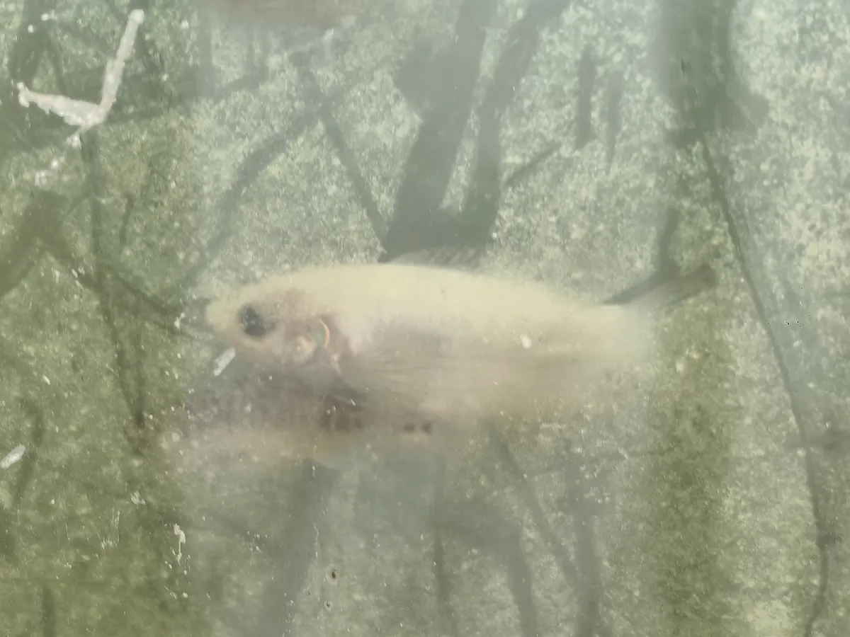 Macropodus (Macropodus spp.)