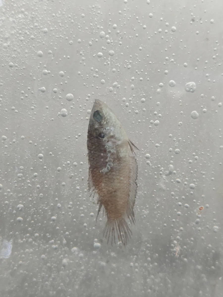 Miniatura: Macropodus (Macropodus spp.)