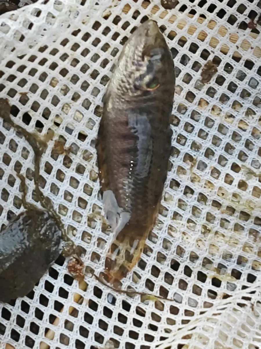 Miniatura: Macropodus (Macropodus spp.)