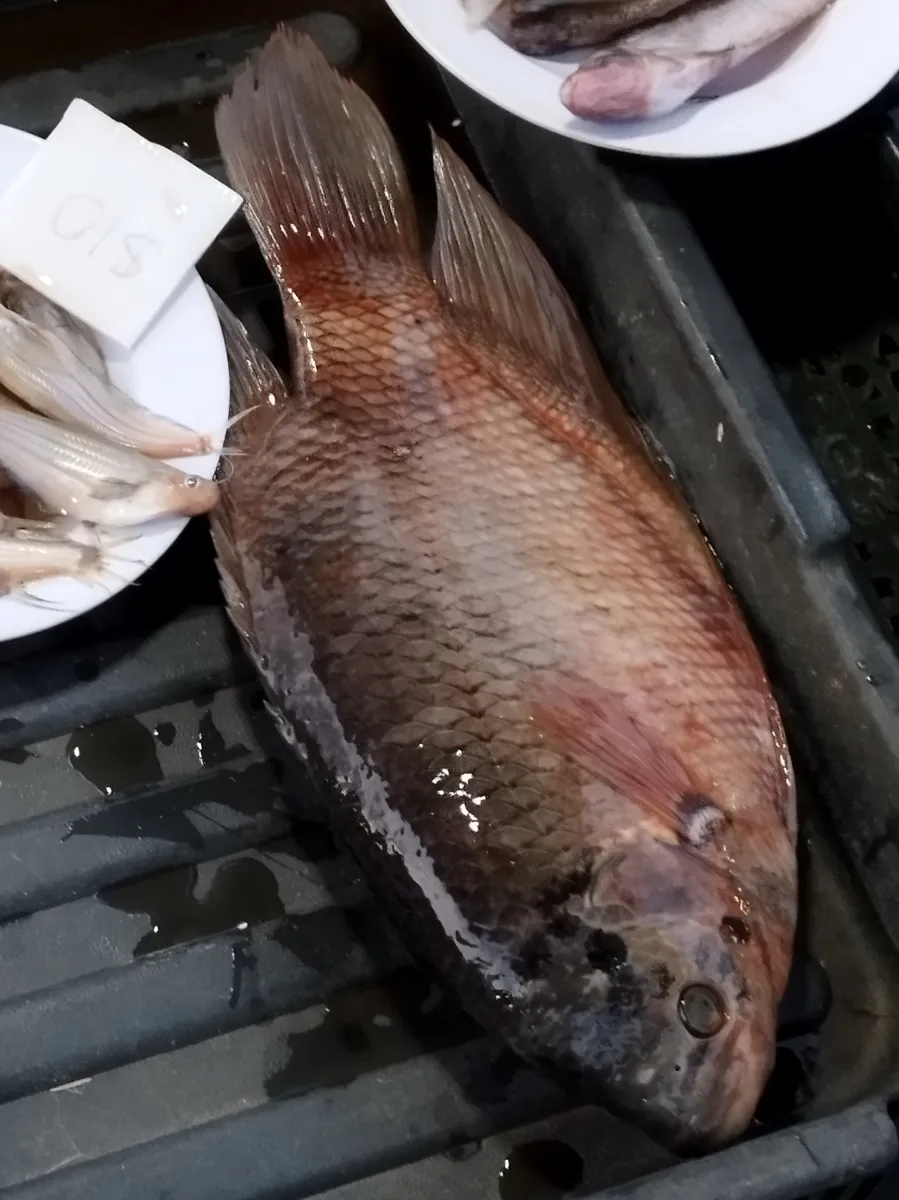 Osphronemus (Osphronemus spp.)