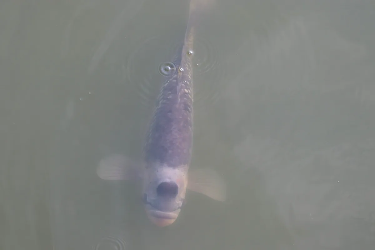 Miniatura: Osphronemus (Osphronemus spp.)