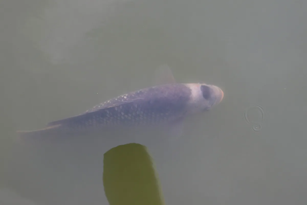 Miniatura: Osphronemus (Osphronemus spp.)