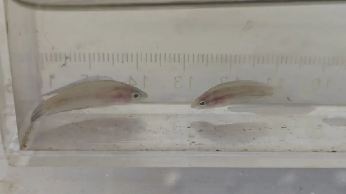 Parosphromenus (Parosphromenus spp.)