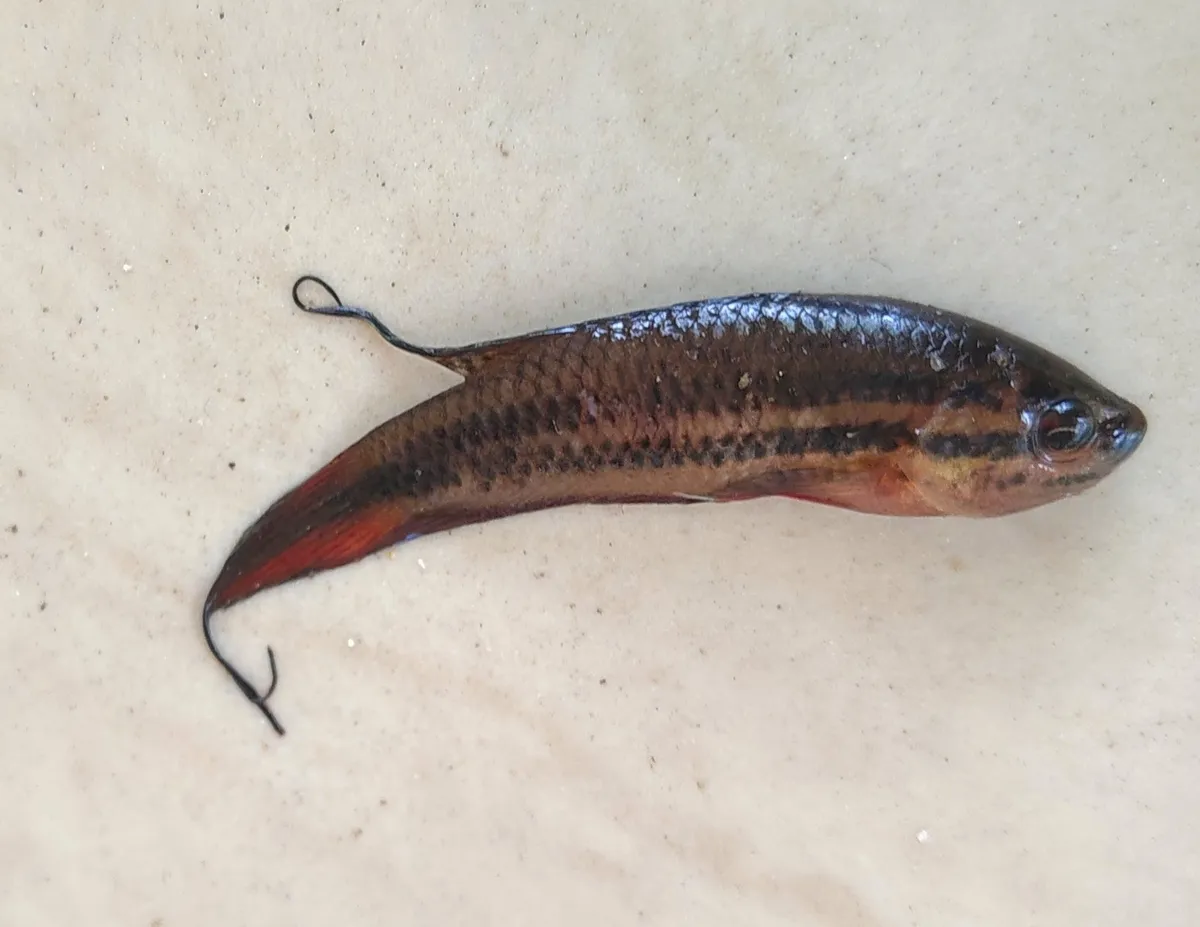 Pseudosphromenus (Pseudosphromenus spp.)
