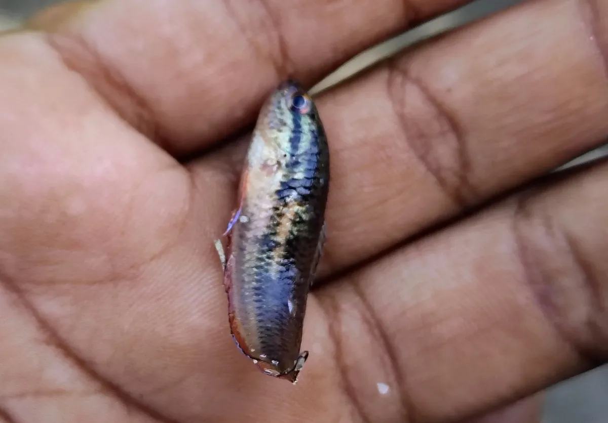 Miniatura: Pseudosphromenus (Pseudosphromenus spp.)