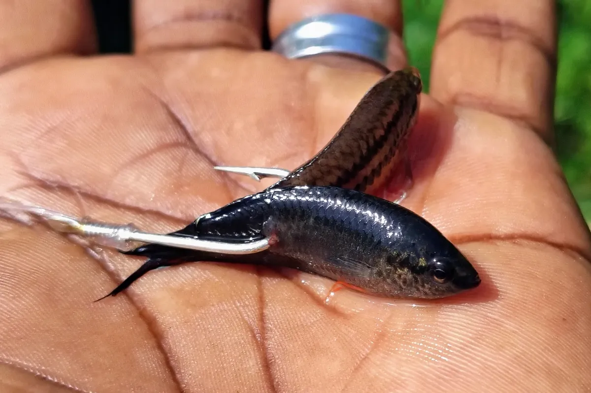 Miniatura: Pseudosphromenus (Pseudosphromenus spp.)