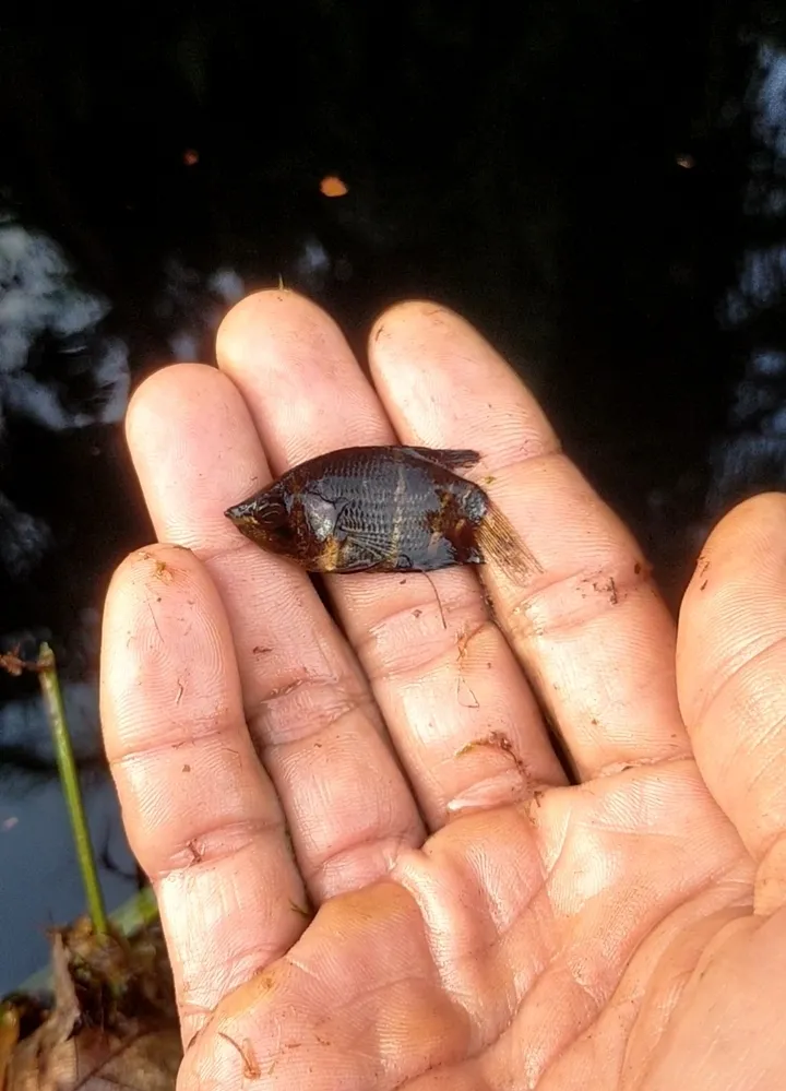Sphaerichthys (Sphaerichthys spp.)