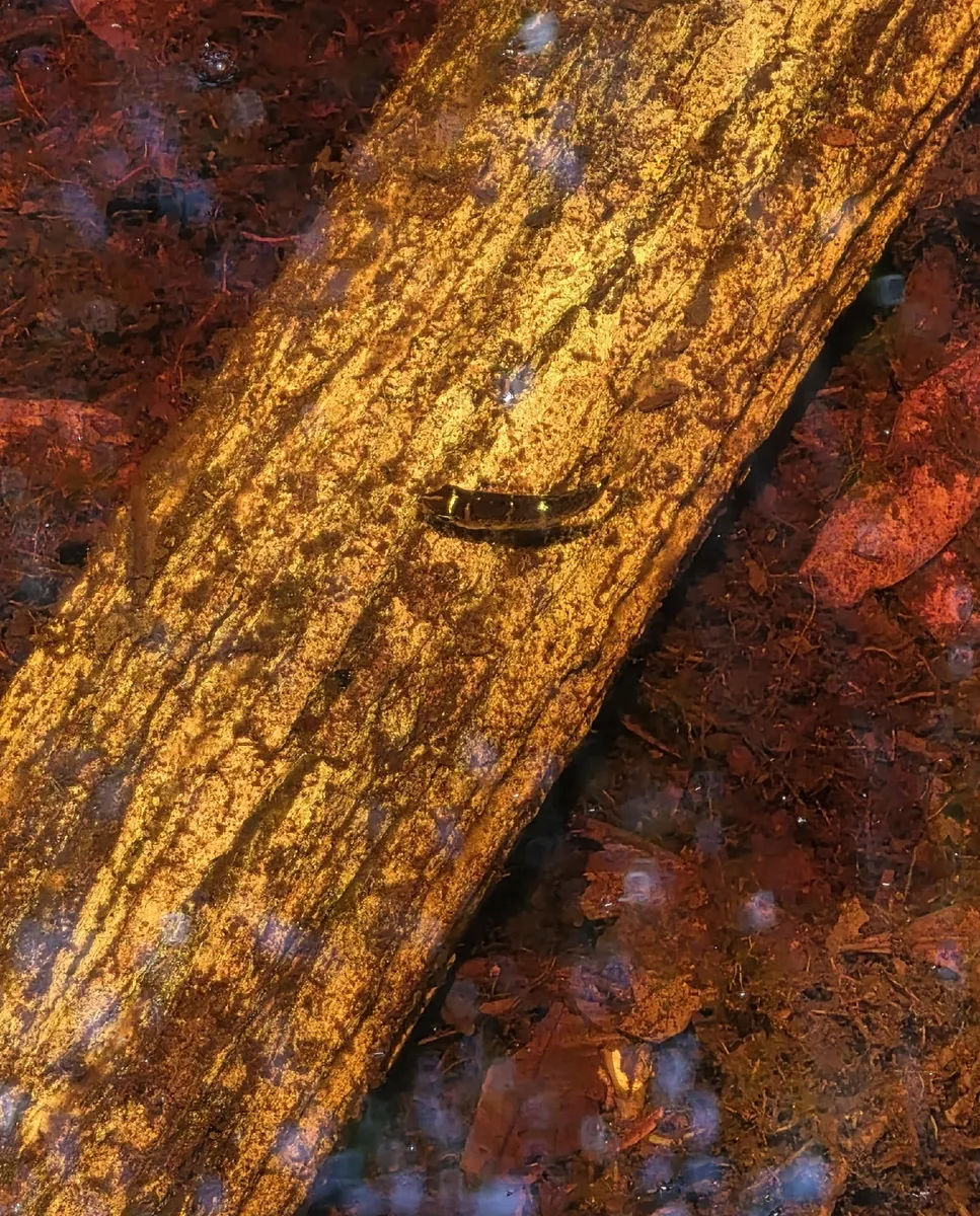 Miniatura: Sphaerichthys (Sphaerichthys spp.)