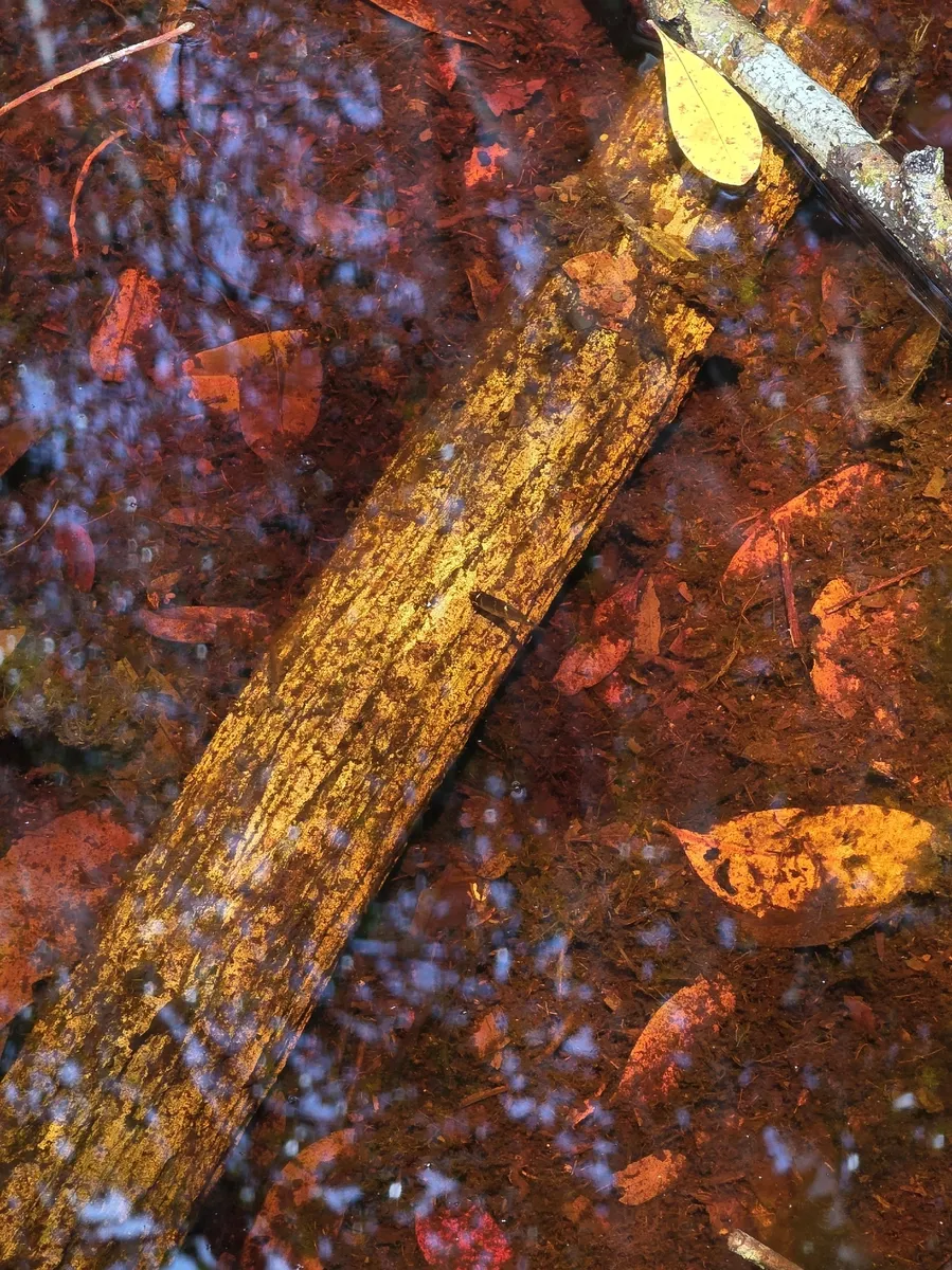 Miniatura: Sphaerichthys (Sphaerichthys spp.)