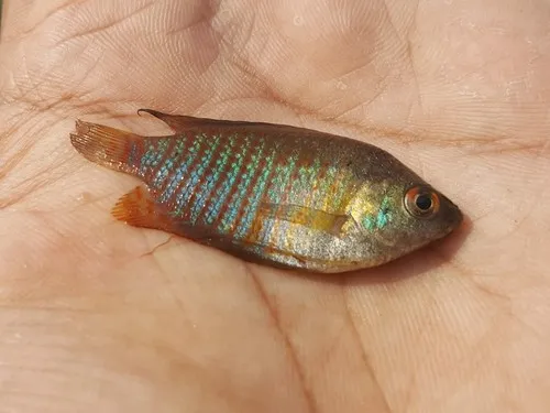 Trichogaster (Trichogaster spp.)