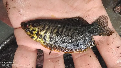 Trichopodus (Trichopodus spp.)