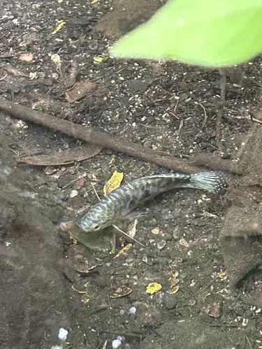 Miniatura: Trichopodus (Trichopodus spp.)