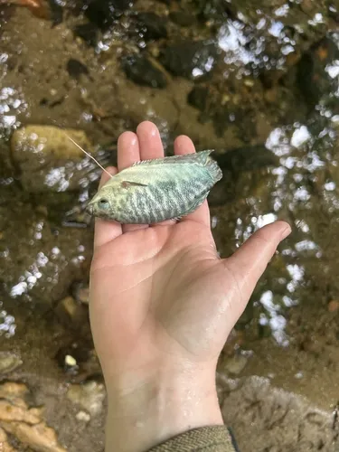 Miniatura: Trichopodus (Trichopodus spp.)