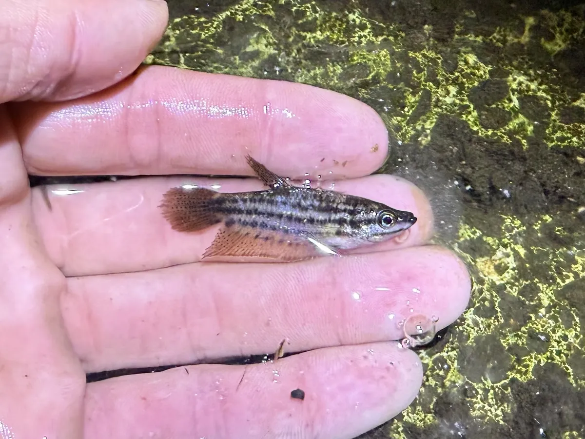Trichopsis (Trichopsis spp.)
