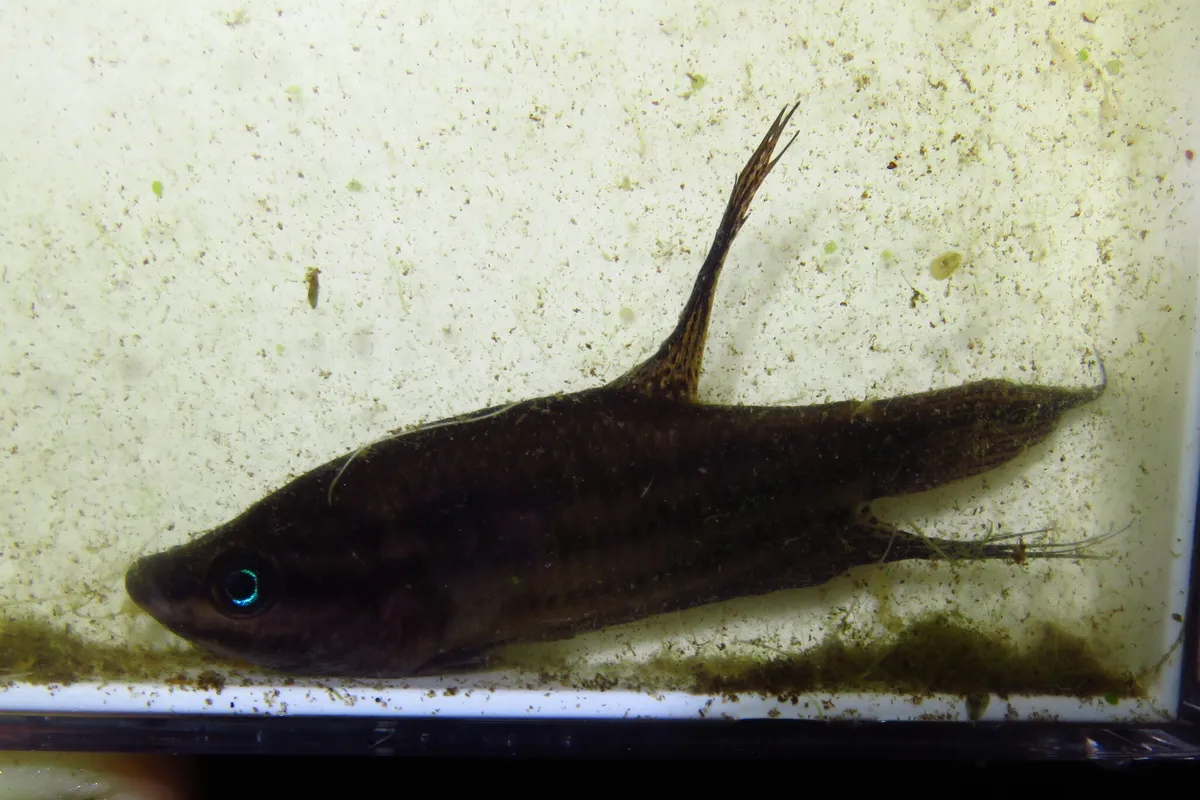 Miniatura: Trichopsis (Trichopsis spp.)
