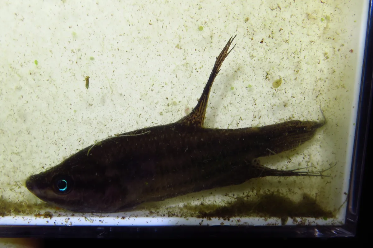 Miniatura: Trichopsis (Trichopsis spp.)