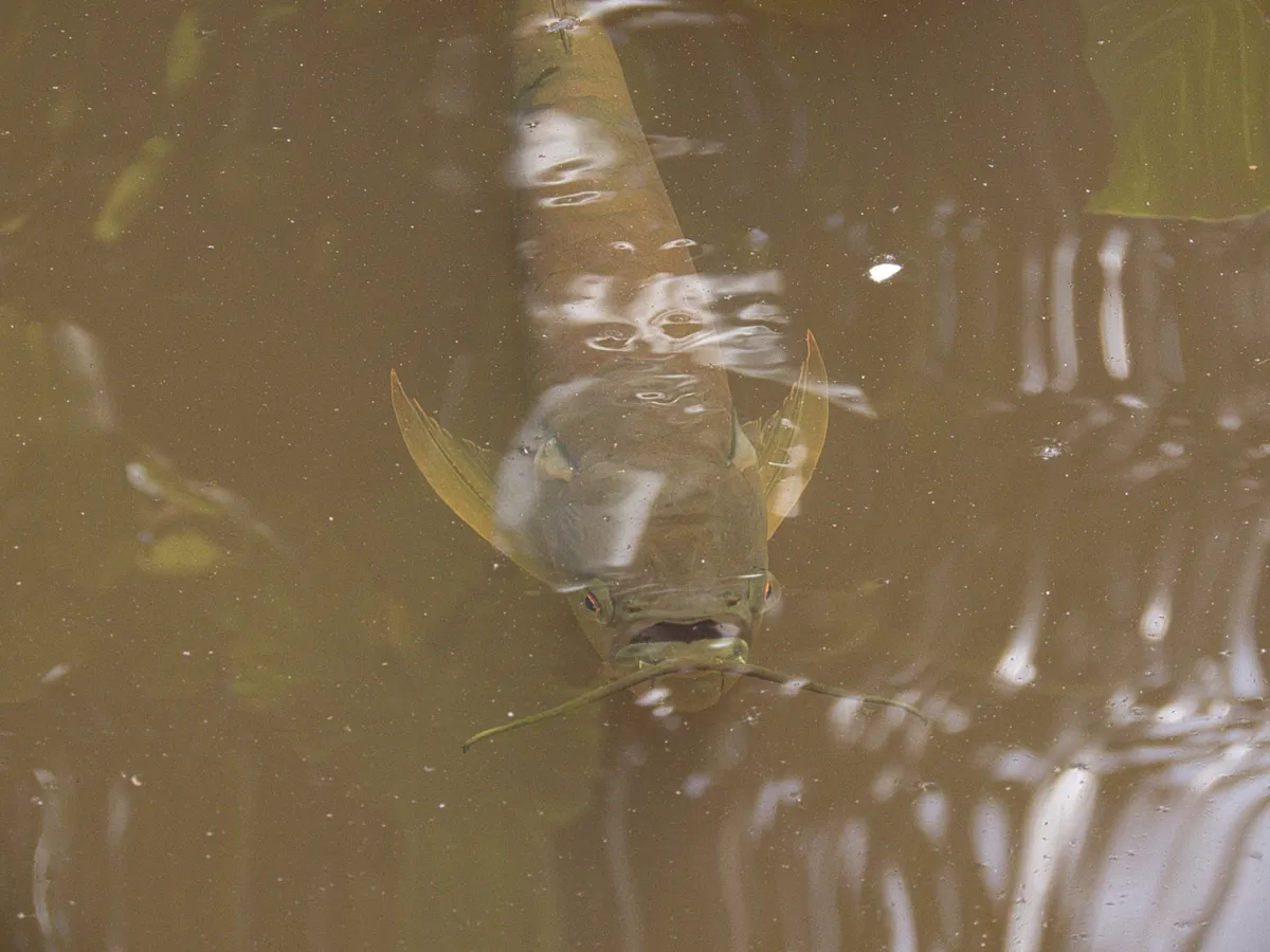 Osteoglossidi (Arowana)