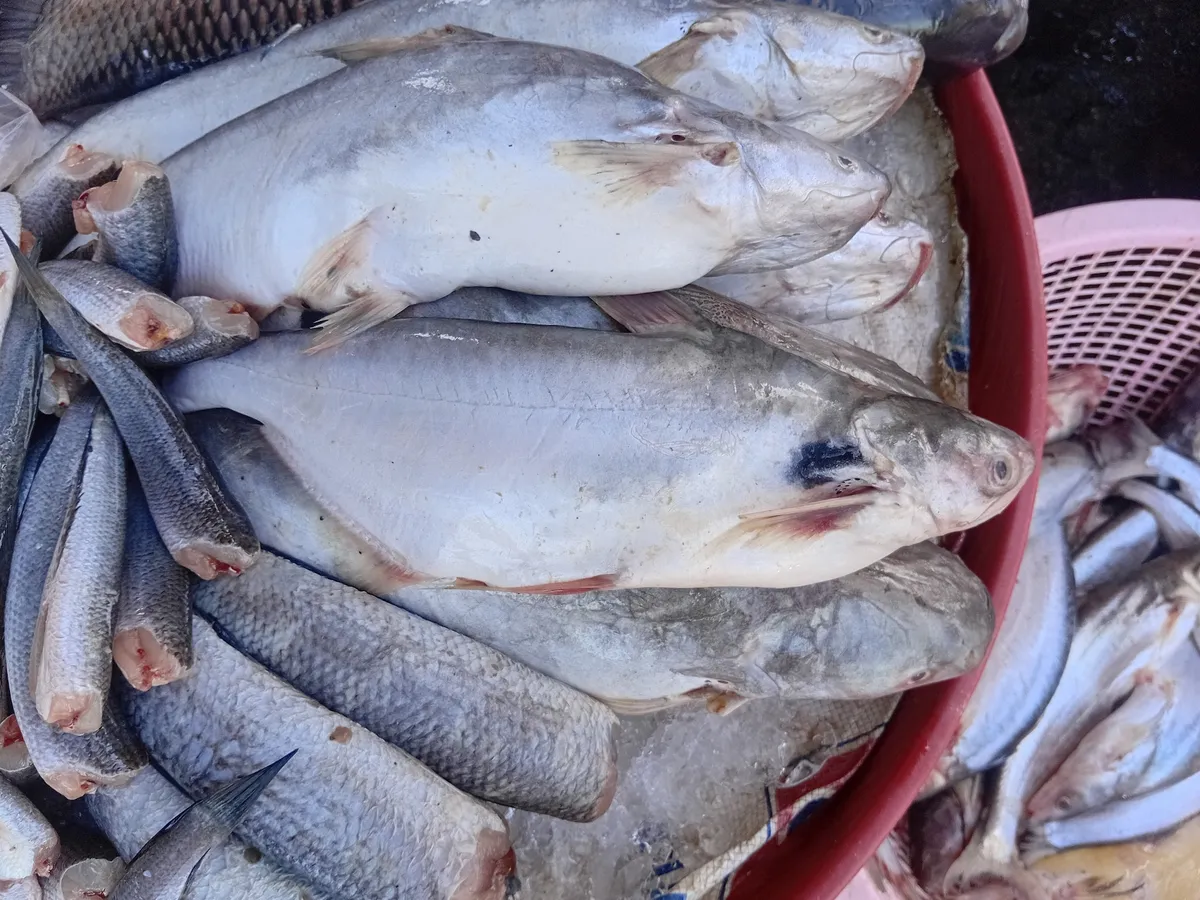 Pangasius (Pangasius spp.)