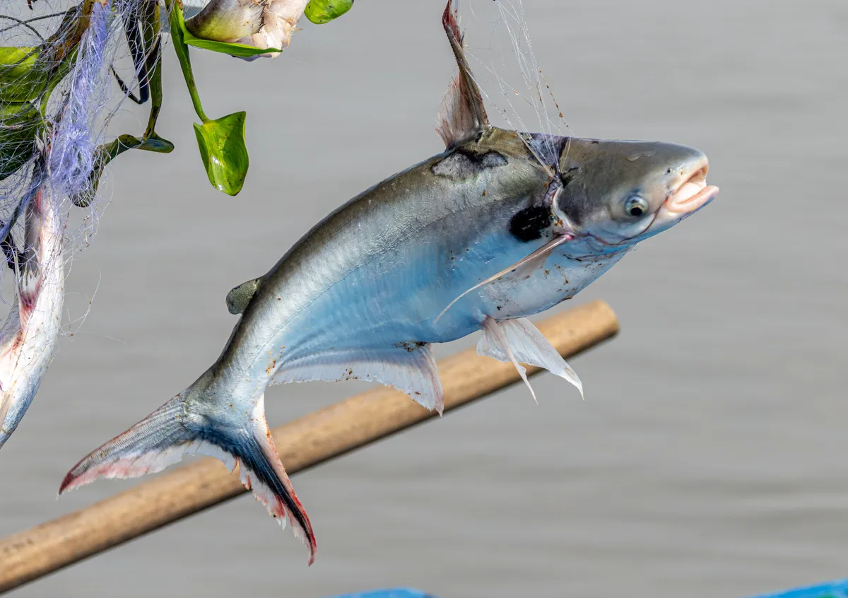 Miniatura: Pangasius (Pangasius spp.)