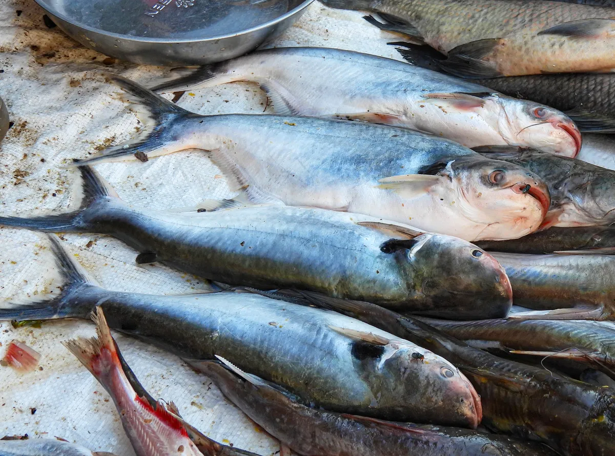 Miniatura: Pangasius (Pangasius spp.)