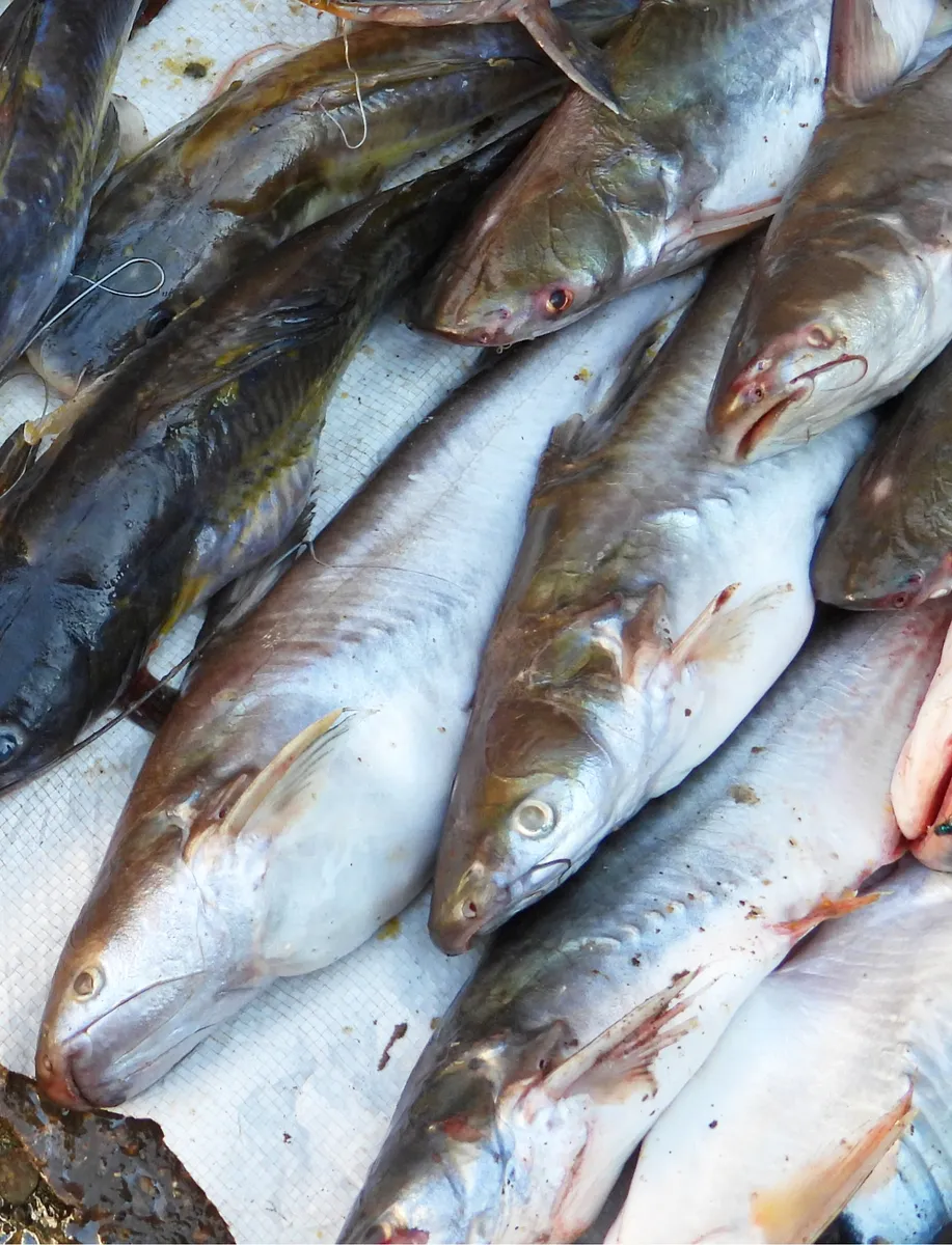 Miniatura: Pangasius (Pangasius spp.)