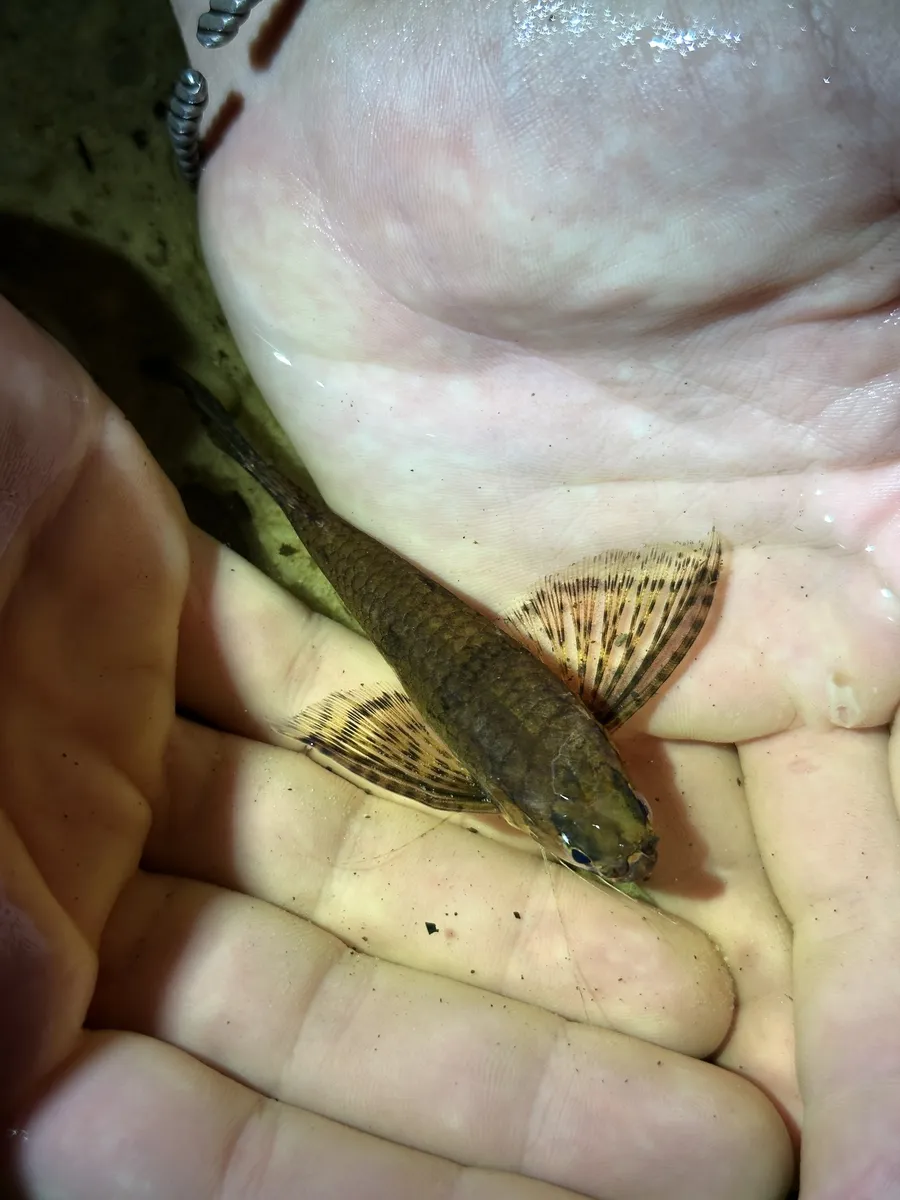 Miniatura: Pantodon (Pantodon spp.)