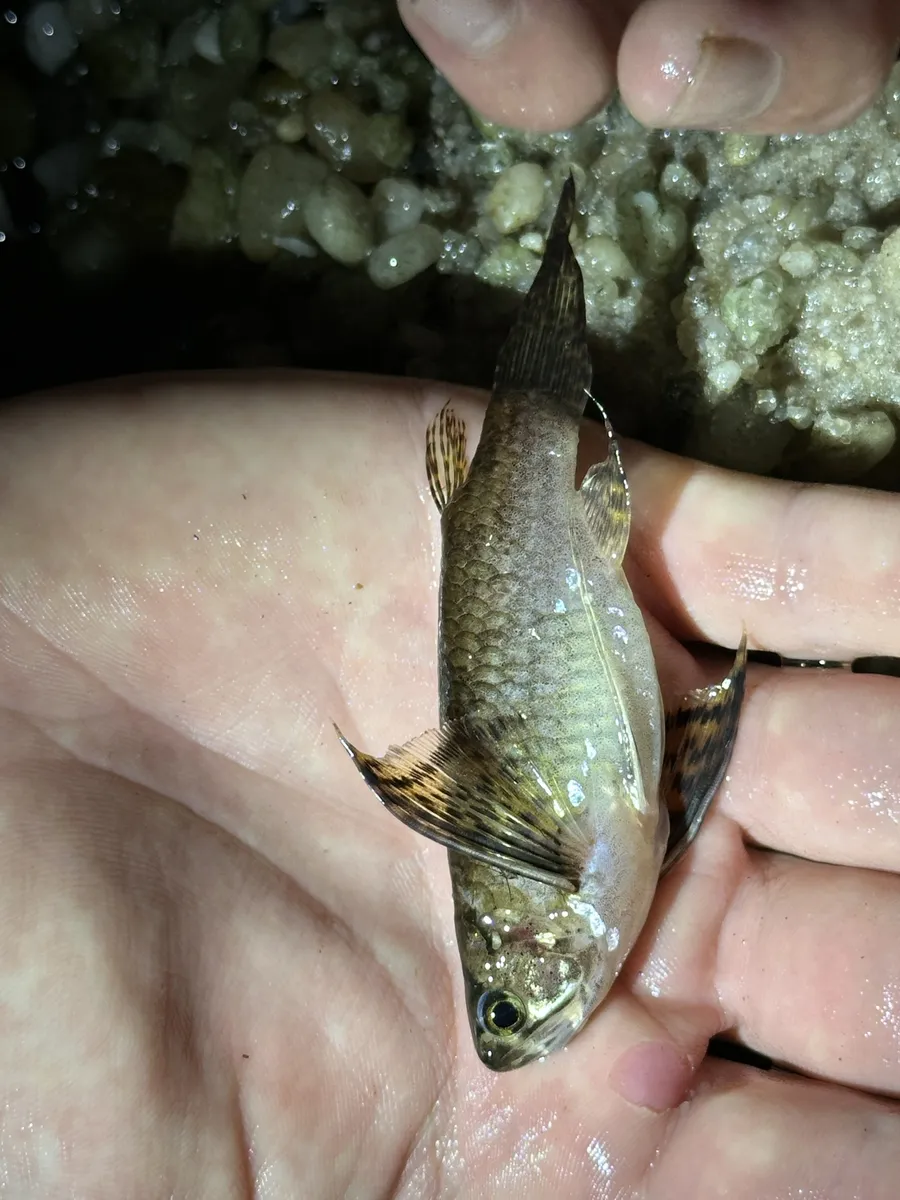 Miniatura: Pantodon (Pantodon spp.)