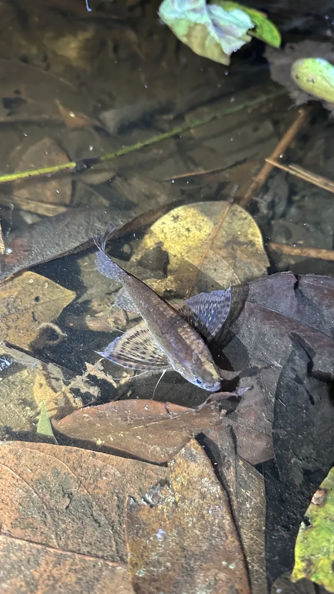 Miniatura: Pantodon (Pantodon spp.)