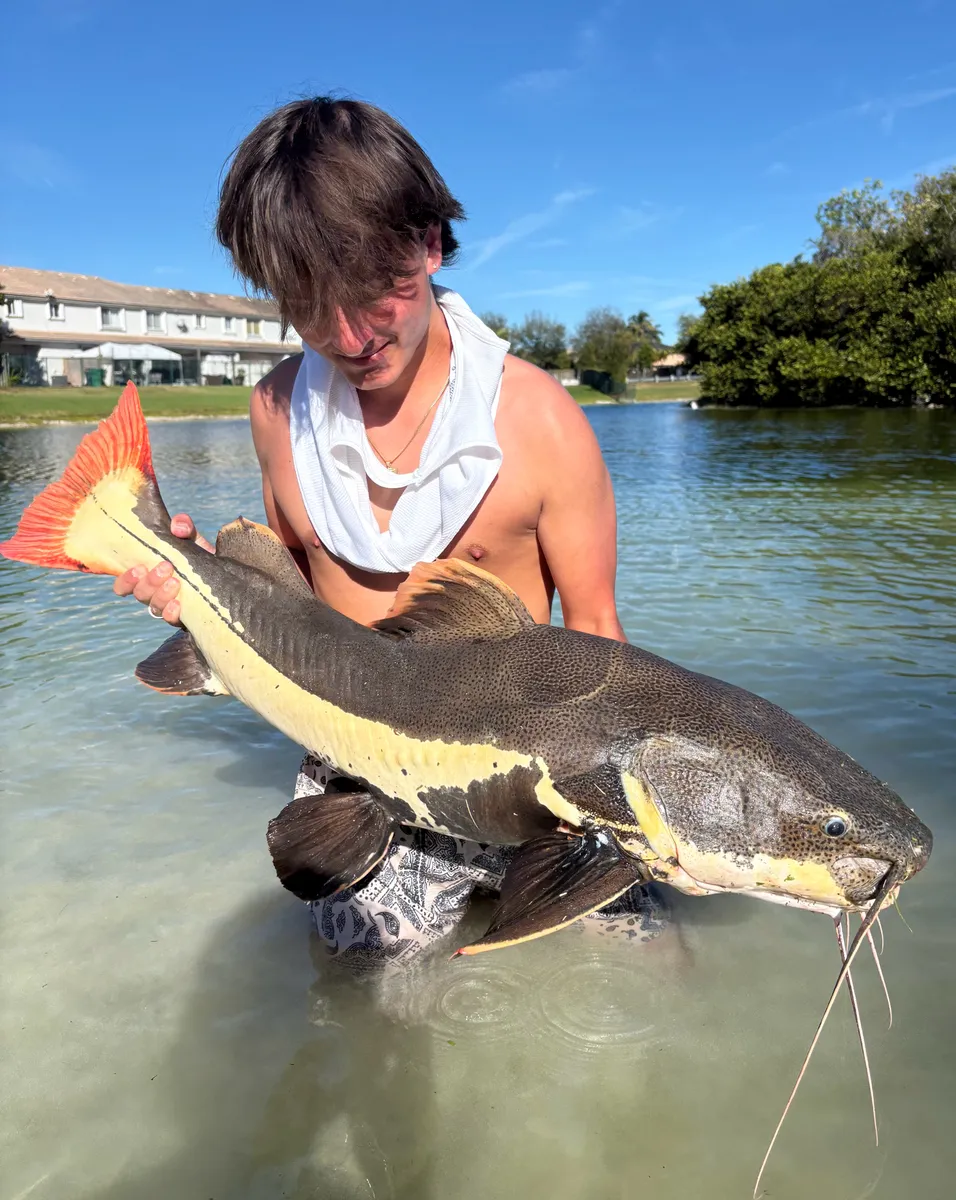 Pimelodidi