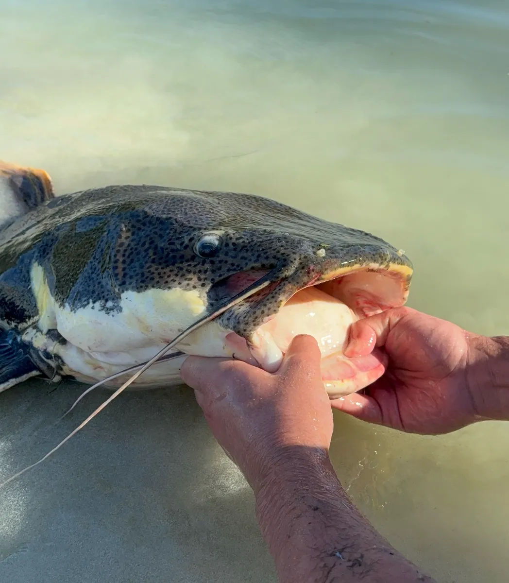 Miniatura: Phractocephalus (Phractocephalus spp.)