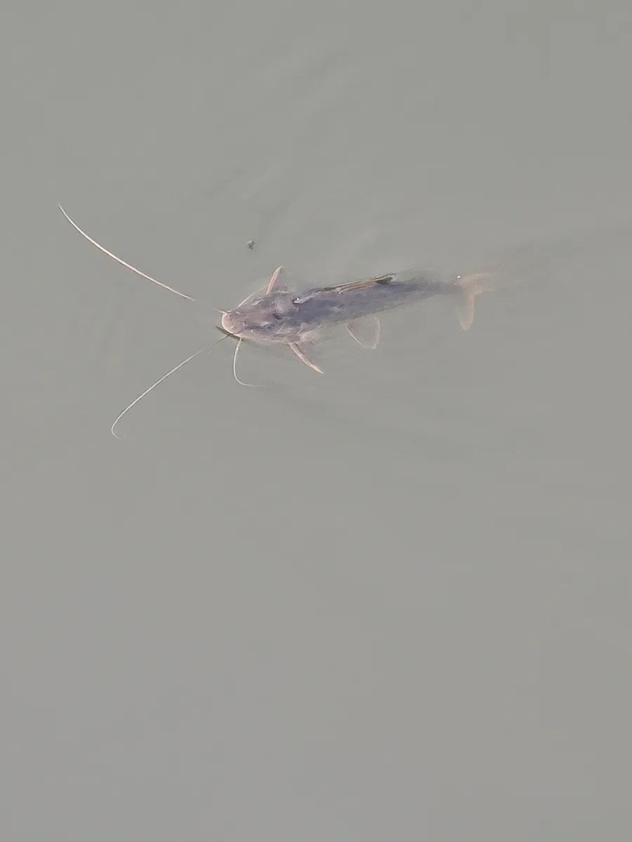 Pimelodus (Pimelodus spp.)