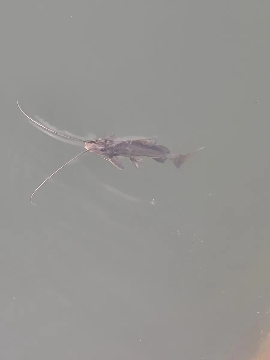Miniatura: Pimelodus (Pimelodus spp.)