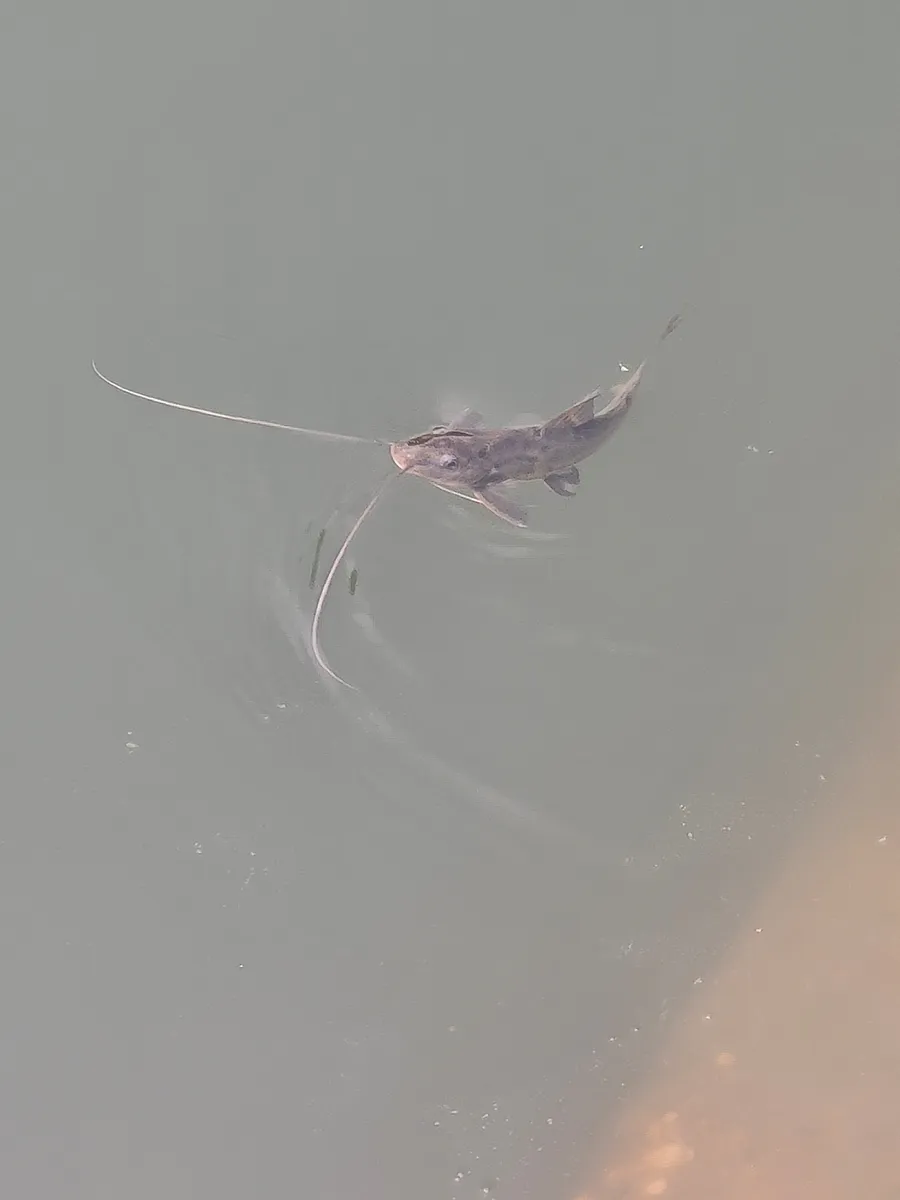 Miniatura: Pimelodus (Pimelodus spp.)