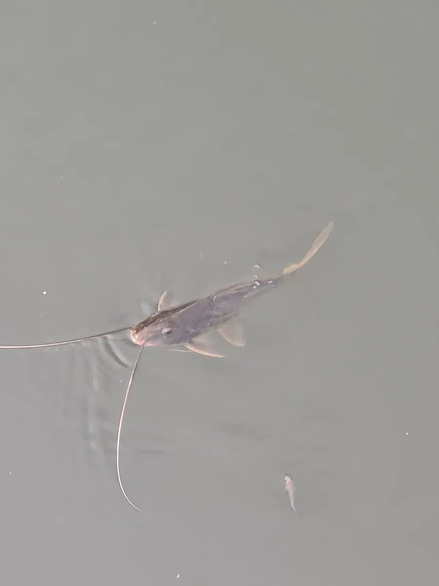 Miniatura: Pimelodus (Pimelodus spp.)