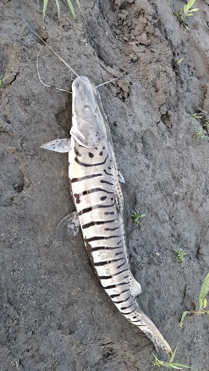 Miniatura: Pseudoplatystoma (Pseudoplatystoma spp.)