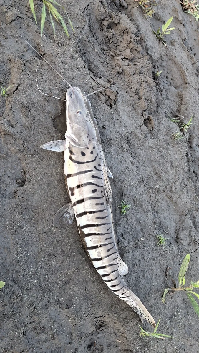 Miniatura: Pseudoplatystoma (Pseudoplatystoma spp.)